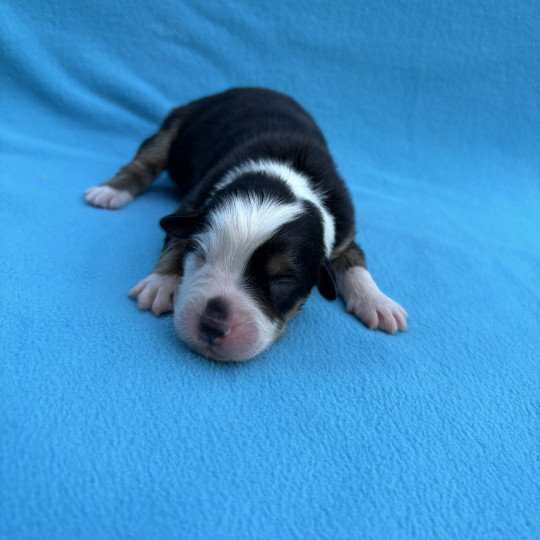 chiot Berger australien Noir tricolore Achille Elevage des Bisous Fous