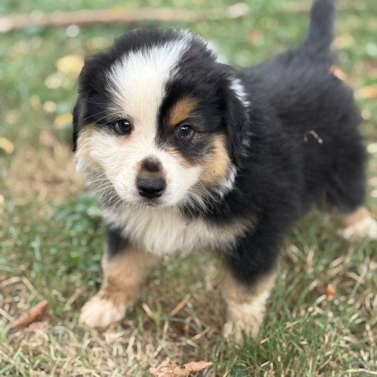 chiot Berger australien Noir tricolore After 8 Elevage des Bisous Fous