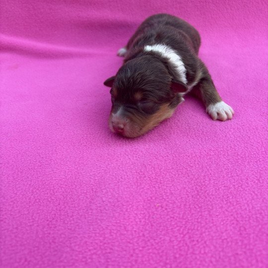 chiot Berger australien Rouge tricolore Alma Elevage des Bisous Fous