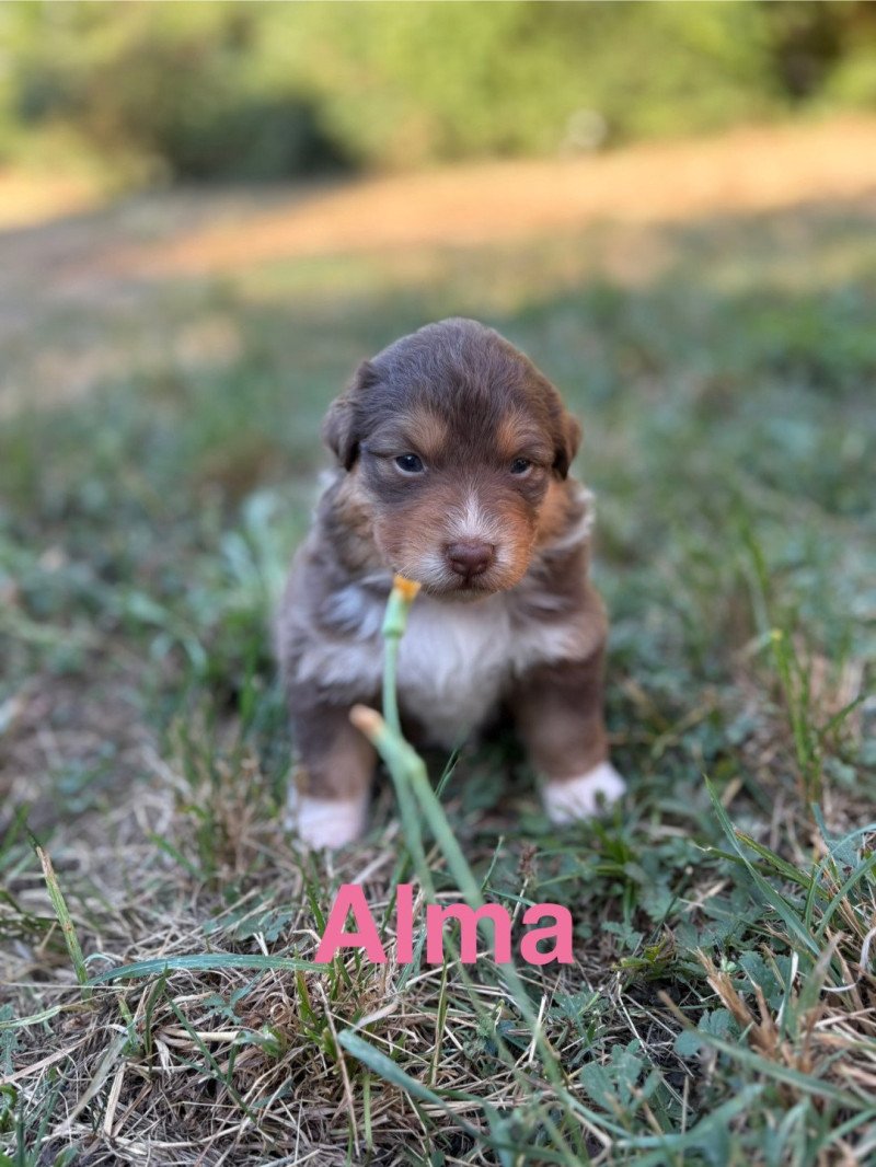 Alma Des Bisous Fous Femelle Berger australien