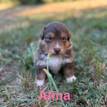 chiot Berger australien Rouge tricolore Alma Elevage des Bisous Fous