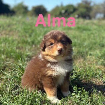 chiot Berger australien Rouge tricolore Alma Elevage des Bisous Fous