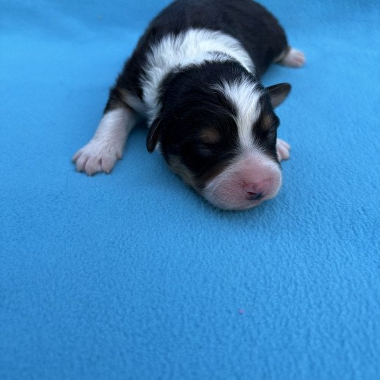 chiot Berger australien Noir tricolore Alpha Elevage des Bisous Fous