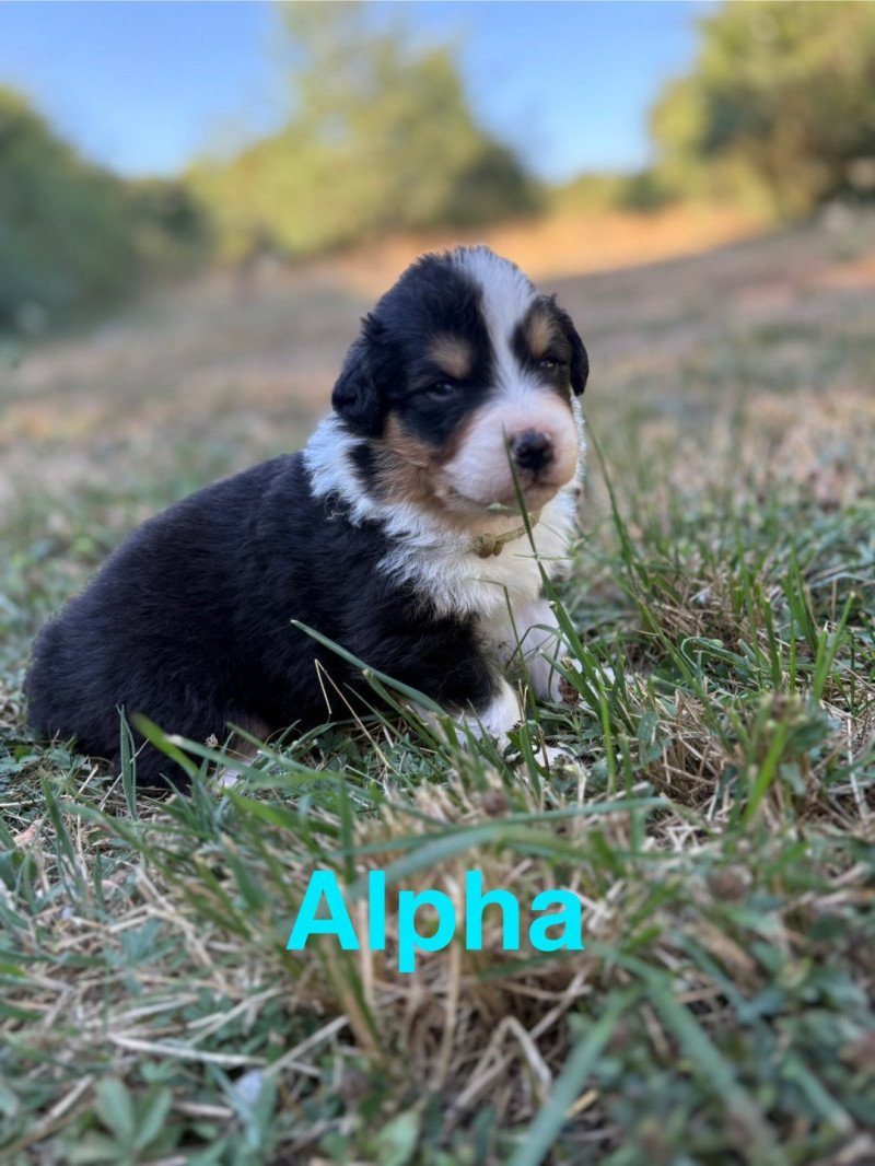 Alpha Des Bisous Fous Mâle Berger australien