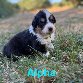 chiot Berger australien Noir tricolore Alpha Elevage des Bisous Fous