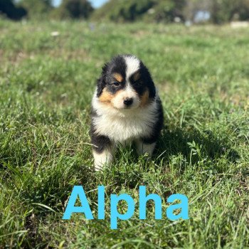 chiot Berger australien Noir tricolore Alpha Elevage des Bisous Fous