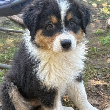 chiot Berger australien Noir tricolore Alpha Elevage des Bisous Fous