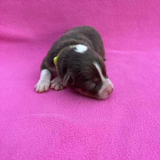 chiot Berger australien Rouge tricolore Amour Elevage des Bisous Fous