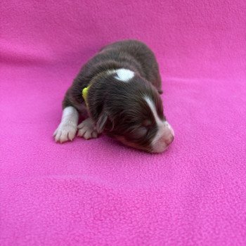 chiot Berger australien Rouge tricolore Amour Elevage des Bisous Fous
