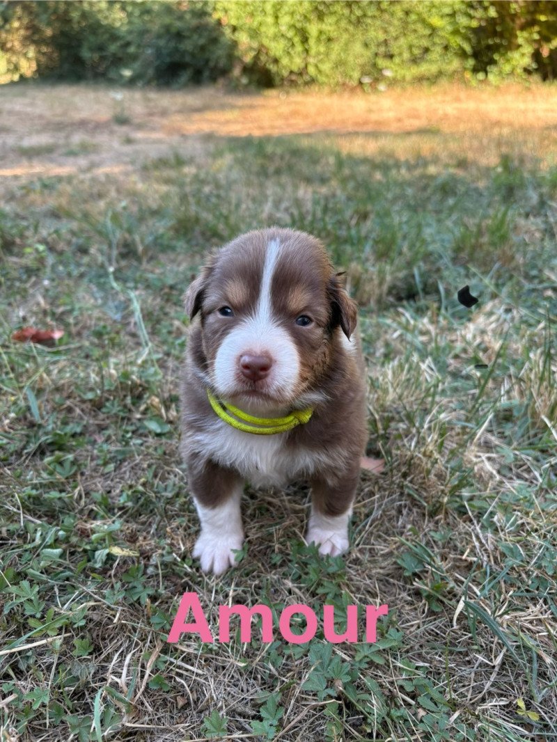Amour Des Bisous Fous Femelle Berger australien