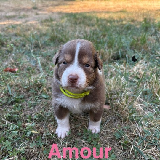 chiot Berger australien Rouge tricolore Amour Elevage des Bisous Fous