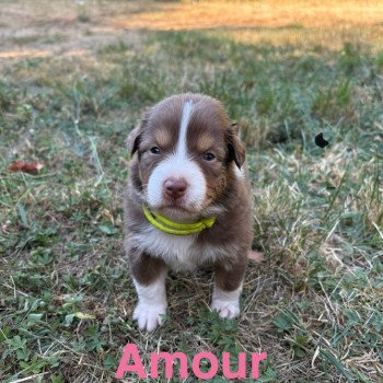 chiot Berger australien Rouge tricolore Amour Elevage des Bisous Fous