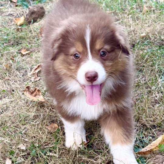 chiot Berger australien Rouge tricolore Amour Elevage des Bisous Fous