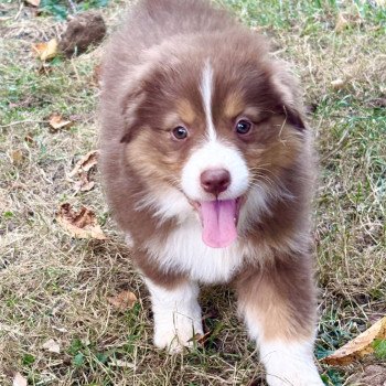 chiot Berger australien Rouge tricolore Amour Elevage des Bisous Fous