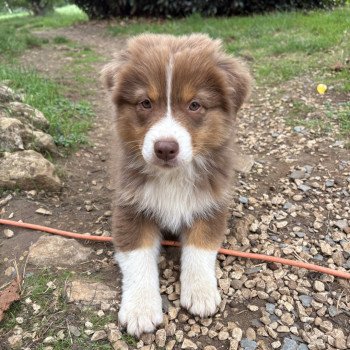 chiot Berger australien Rouge tricolore Amour Elevage des Bisous Fous