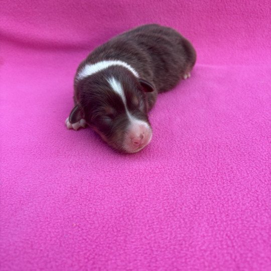 chiot Berger australien Rouge tricolore Angel Elevage des Bisous Fous