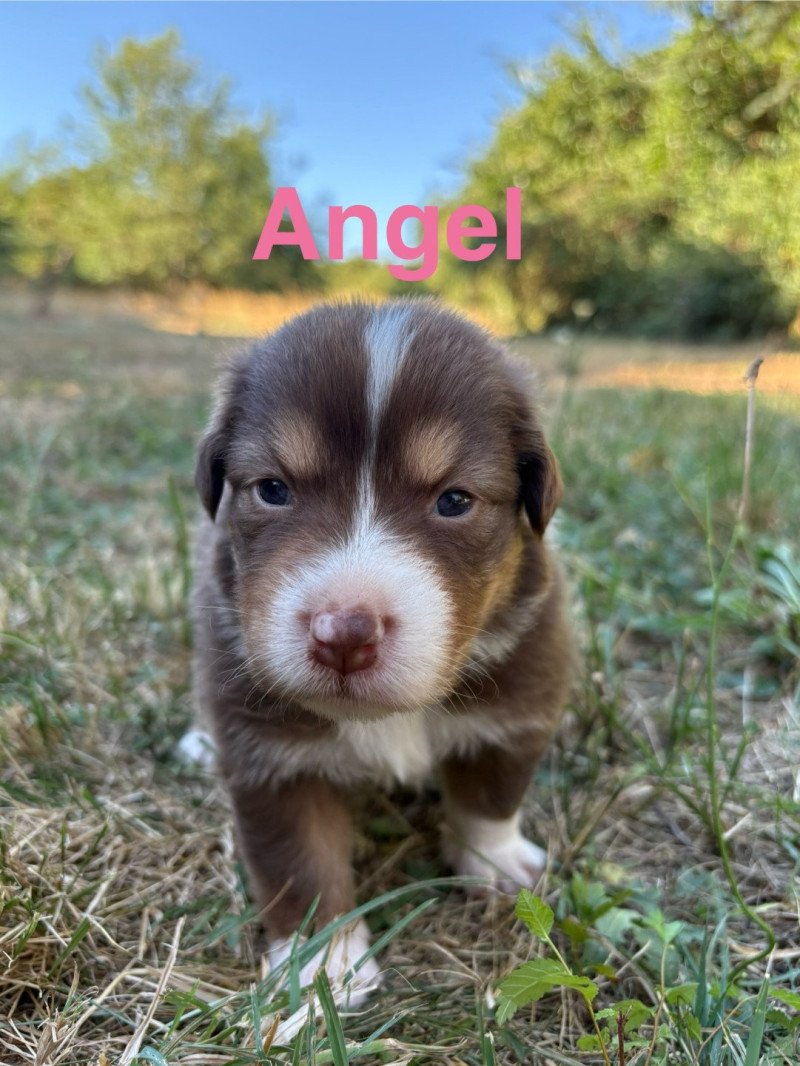 Angel Des Bisous Fous Femelle Berger australien