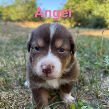 chiot Berger australien Rouge tricolore Angel Elevage des Bisous Fous