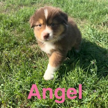 chiot Berger australien Rouge tricolore Angel Elevage des Bisous Fous