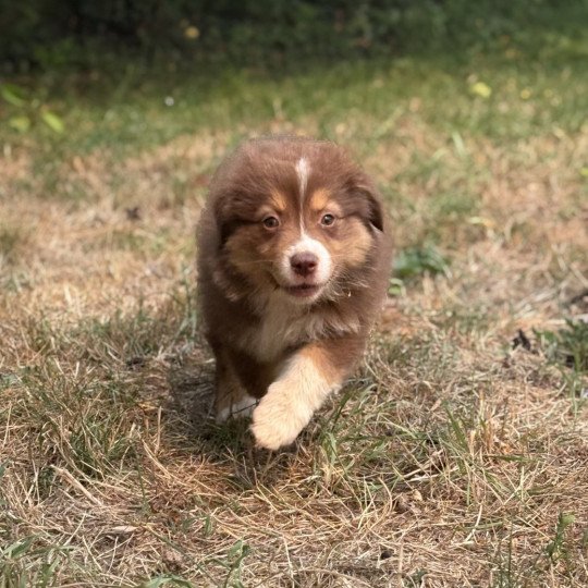 chiot Berger australien Rouge tricolore Angel Elevage des Bisous Fous