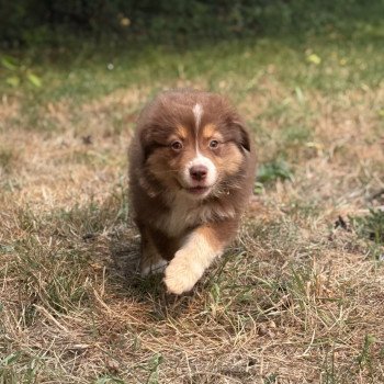 chiot Berger australien Rouge tricolore Angel Elevage des Bisous Fous