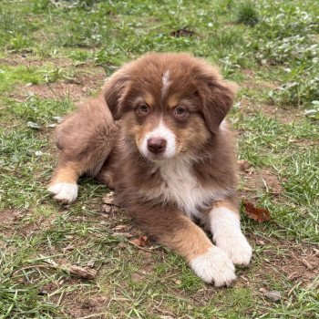 chiot Berger australien Rouge tricolore Angel Elevage des Bisous Fous