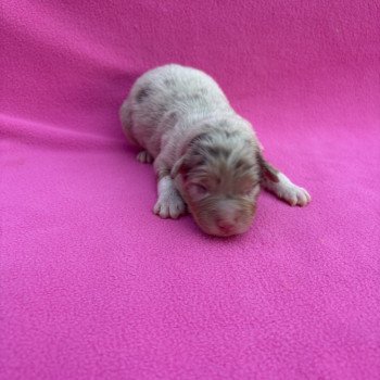 chiot Berger australien Rouge merle Api Elevage des Bisous Fous