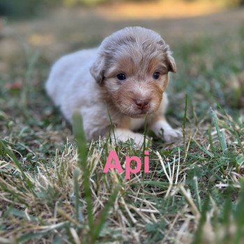 chiot Berger australien Rouge merle Api Elevage des Bisous Fous