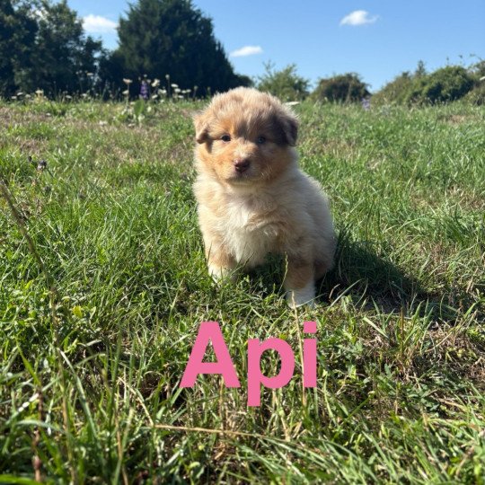chiot Berger australien Rouge merle Api Elevage des Bisous Fous