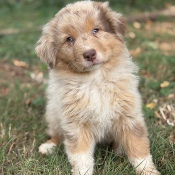chiot Berger australien Rouge merle Api Elevage des Bisous Fous