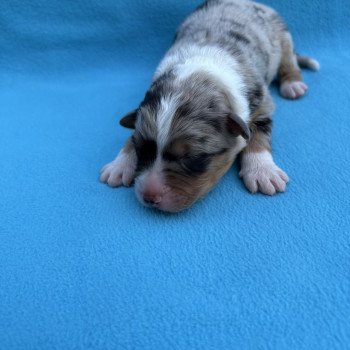 chiot Berger australien Bleu merle Aribo Elevage des Bisous Fous