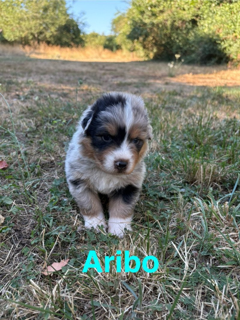 Aribo Des Bisous Fous Mâle Berger australien