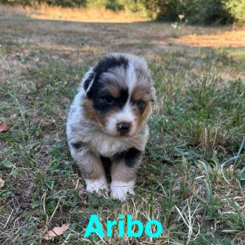 chiot Berger australien Bleu merle Aribo Elevage des Bisous Fous