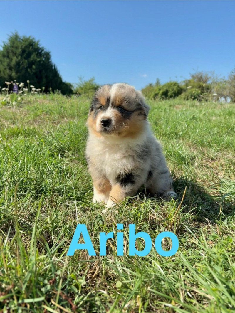 Aribo Des Bisous Fous Mâle Berger australien