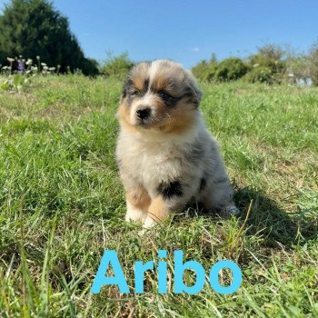 chiot Berger australien Bleu merle Aribo Elevage des Bisous Fous