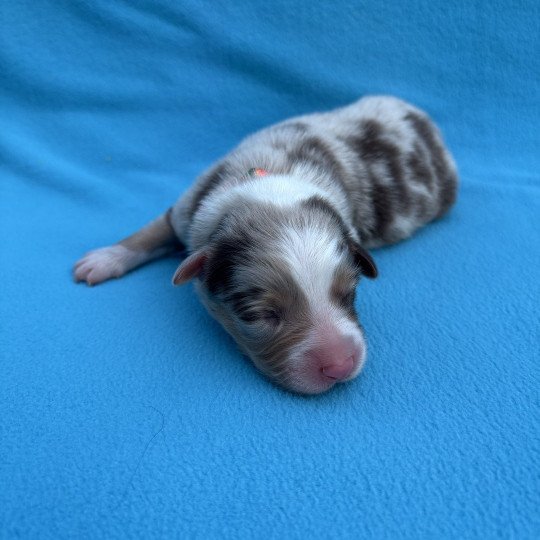 chiot Berger australien Rouge merle Arrow Elevage des Bisous Fous