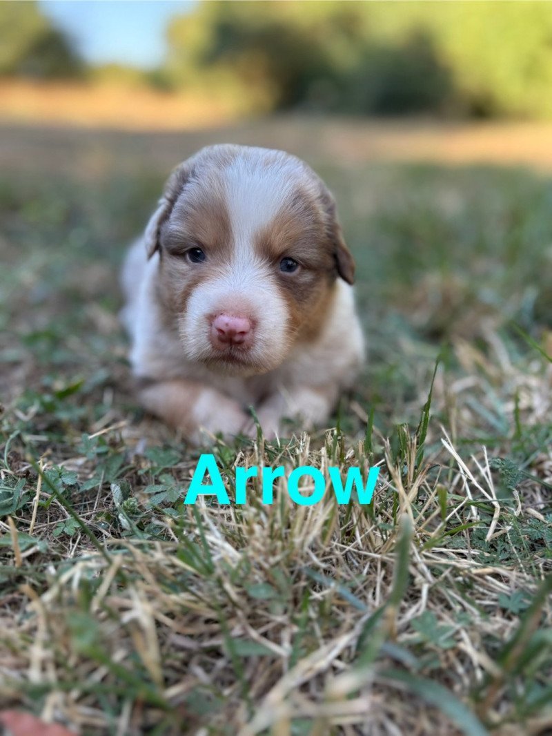 Arrow Des Bisous Fous Mâle Berger australien
