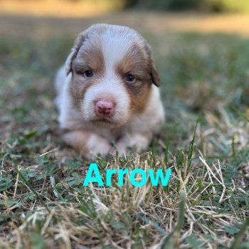 chiot Berger australien Rouge merle Arrow Elevage des Bisous Fous