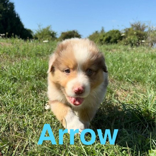 chiot Berger australien Rouge merle Arrow Elevage des Bisous Fous