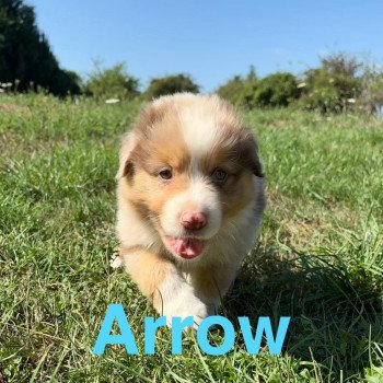 chiot Berger australien Rouge merle Arrow Elevage des Bisous Fous