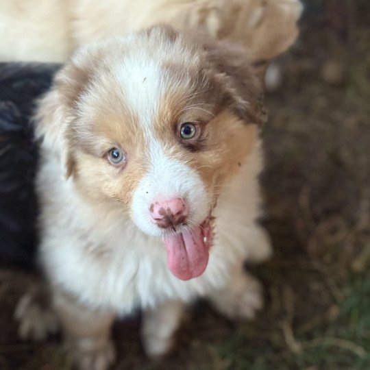 chiot Berger australien Rouge merle Arrow Elevage des Bisous Fous chiot Berger australien Rouge merle Arrow Elevage des Bisous Fous