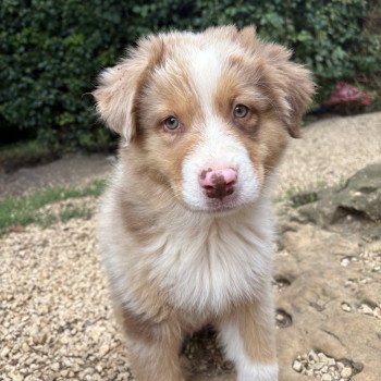 chiot Berger australien Rouge merle Arrow Elevage des Bisous Fous