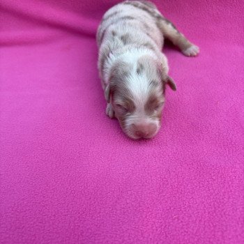 chiot Berger australien Rouge merle Arthemis Elevage des Bisous Fous