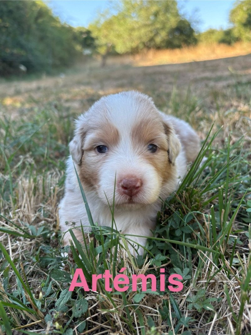 Artemis Des Bisous Fous Femelle Berger australien