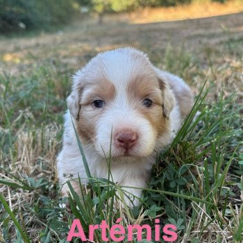 chiot Berger australien Rouge merle Artemis Elevage des Bisous Fous