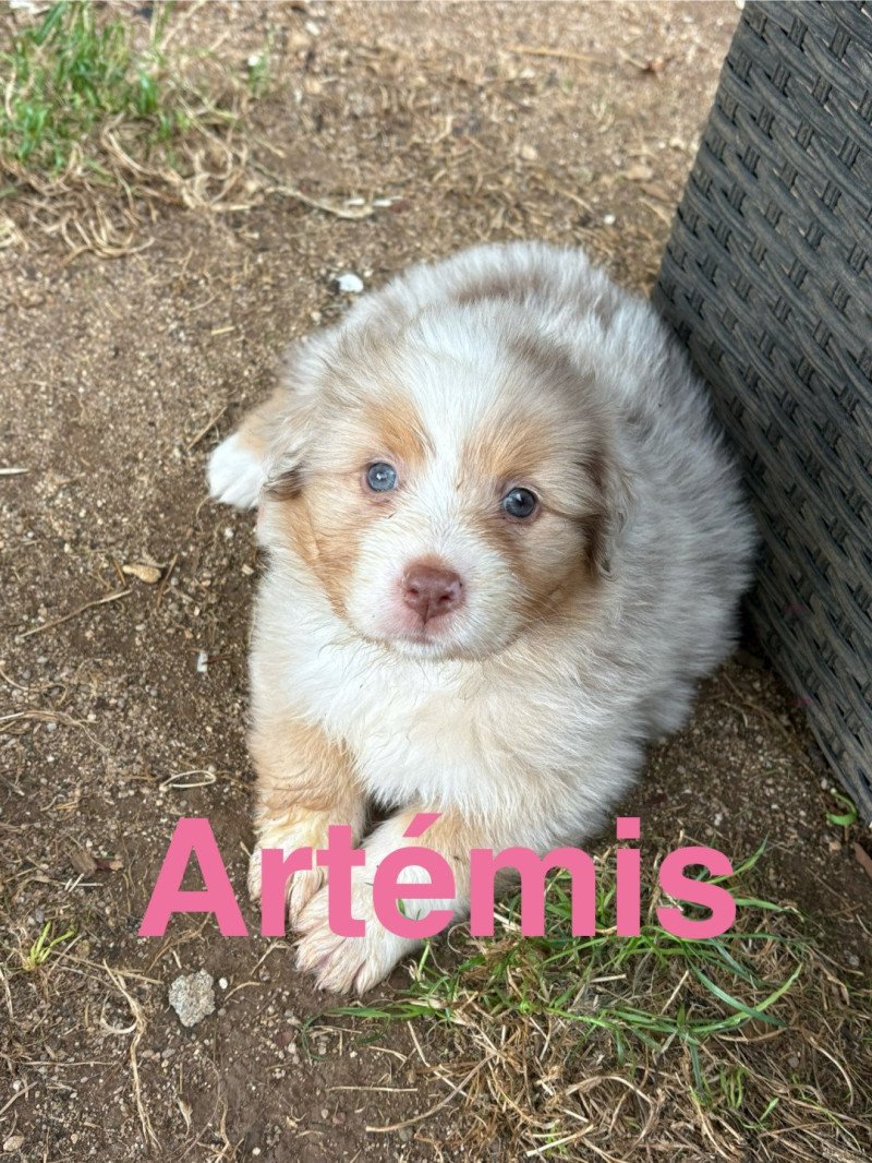 Artemis Des Bisous Fous Femelle Berger australien