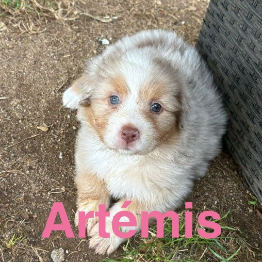 Artemis Des Bisous Fous Femelle Berger australien