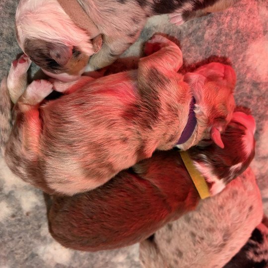 chiot Berger australien Rouge tricolore Brioche Elevage des Bisous Fous