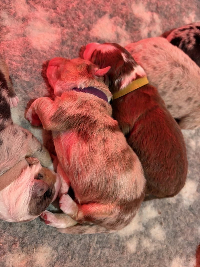 Brioche Des Bisous Fous Femelle Berger australien