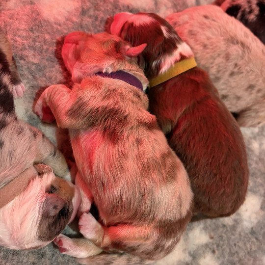 Brioche Des Bisous Fous Femelle Berger australien